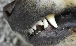 Nahaufnahme eines Hundemauls, das knurrt und seine scharfen Zähne zeigt.