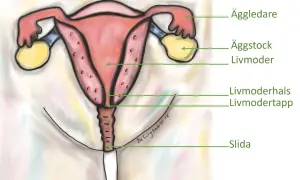 Illustration av kvinnliga reproduktionsorgan. Livmodern är markerad som ungefär lika stor som vid gravid v 18.