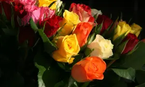 Kolorowy bukiet róż, idealny na imieniny Norberta. Czerwone, różowe, żółte i pomarańczowe róże tworzą radosną kompozycję.
