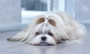 Uroczy shih tzu z kokardką na głowie, leżący na podłodze. Zastanawiasz się nad shih tzu cena?