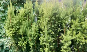 Gęste, zielone krzewy cis odmiany tworzą naturalny żywopłot.