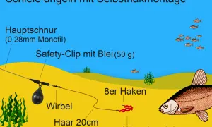 Montage zum Schleie angeln: Hauptschnur, Safety-Clip mit Blei, Wirbel, Haar mit Wurfbündel und Haken. Kleine Fische schwimmen im Wasser.