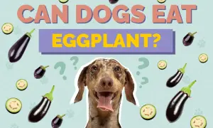 A dog looks curious surrounded by eggplants and question marks, asking "Can dogs eat eggplant?