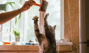 Un gato se estira para alcanzar un cepillo, ¡quizás para evitar las bolas de pelo!