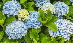 Hortensje: jak długo kwitną? Sekrety długiego kwitnienia!