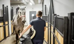 Chcesz pracować z końmi? Przewodnik po zawodzie pracownika stadniny