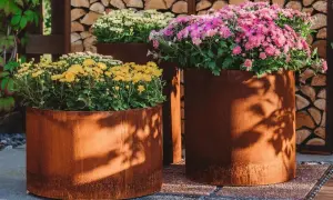 Krysantemum ute i rostiga krukor. Gula, vita och rosa blommor skapar en färgsprakande höstscen.