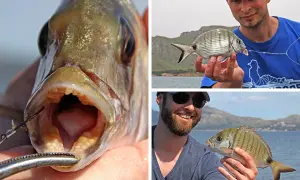 Nahaufnahme eines Fisches mit offenem Maul, der zeigt, wie er beim Dorade angeln gefangen wurde. Zwei Männer präsentieren stolz ihre Fänge.