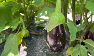Eine junge Aubergine hängt an einem grünen Stiel, umgeben von großen Blättern. Die Aubergine pflanzen lohnt sich, denn bald reifen weitere Früchte.