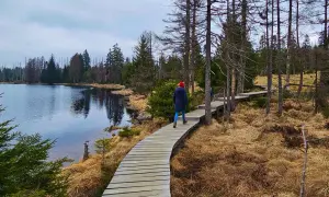 Holzsteg am Oderteich im Harz, führt durch trockene Graslandschaft und Nadelwald.