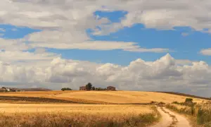 Campi dorati di grano sotto un cielo azzurro e nuvoloso, che ricordano il tavoliere delle Puglie. Una strada sterrata serpeggia tra i campi verso un casolare.