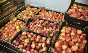 Po ile jabłka na skupie? Sprawdź aktualne ceny i różnice!
