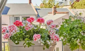Piękne, kwitnące pelargonie w doniczkach na balkonie. W tle widać dachy domów. To efekt stosowania domowego nawozu do pelargonii.