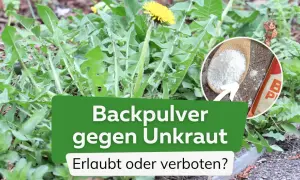 Backpulver gegen Unkraut: Ein Löwenzahn im Fokus, daneben ein Löffel mit Backpulver. Ist das erlaubt oder verboten?