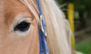 Oko konia, jego ciemna źrenica i jasna grzywa. Widać niebieski kantar. Tak koń okazuje sympatię.