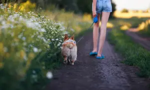 Ile powinien trwać spacer z psem, aby uniknąć problemów zdrowotnych?