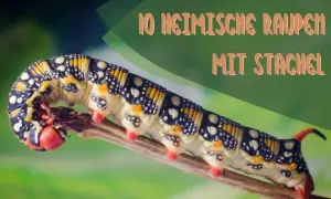 Eine bunte Raupe mit Stachel kriecht auf einem Ast. Sie hat gelbe, schwarze und weiße Muster.