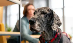 Wielki dog niemiecki w kolorze merle, z czerwono-czarną obrożą. Zastanawiasz się, ile kosztuje dog niemiecki?