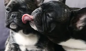 Dwa buldogi francuskie, z uszami jak nietoperz, okazują sobie czułość. Jeden liże drugiego po pysku.