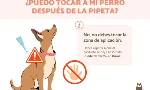Un perro mira hacia arriba, con una pipeta y un signo de advertencia. El texto indica que no debes tocar la zona de aplicación después de la pipeta.