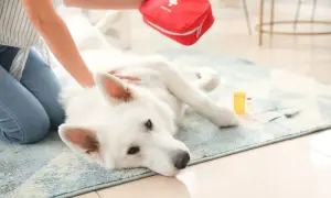 Ein weißer Hund taumelt mit den Hinterbeinen, während eine Person eine Erste-Hilfe-Tasche holt. Medikamente liegen daneben.