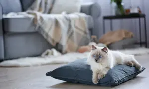 Piękny kot rasy Ragdoll leży na poduszce. Zastanawiasz się, ile kosztuje miesięczne utrzymanie kota?