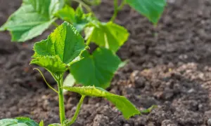 Młode sadzonki ogórków w gruncie. Dowiedz się, co ile sadzić ogórki z rozsady, aby uzyskać obfite plony.