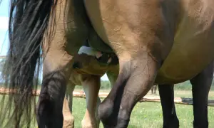 Klaczy i źrebię w słońcu. Widać ich nogi i fragmenty ciał.
