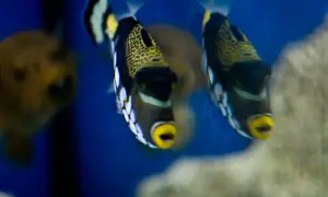 Oceanarium Rewal - odkryj fascynujący świat podwodny i atrakcje