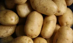 Ziemniaki dla psa: Tak, ale z zasadami! Uniknij zatrucia