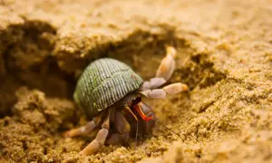 Mały krab pustelnik bez muszli, z zielonym pancerzem w paski, wychodzi z piaskowego zagłębienia.