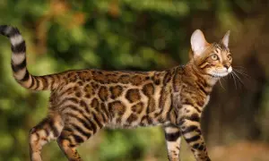 Piękny kot bengalski, jeden z egzotycznych gatunków kotów, prezentuje swoje cętkowane futro na tle zieleni.