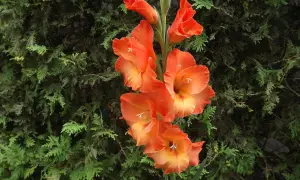 Pomarańczowe mieczyki kwitnące na tle zielonych iglaków. Idealny czas, kiedy sadzić mieczyki, to wiosna, by cieszyć się ich pięknem latem.