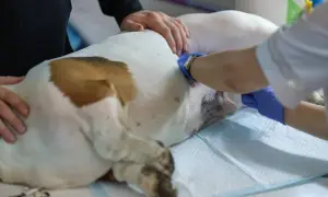 Weterynarz wykonuje sterylizację psa. Zwierzę leży na stole, a lekarz w rękawiczkach zajmuje się jego brzuchem.