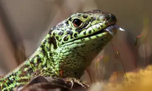Czy jaszczurka zwinka jest pod ochroną? Sprawdź ważne przepisy!