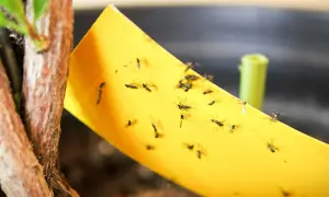 Kleine Fliegen fliegen in Erde und bleiben auf gelbem Klebeband kleben.