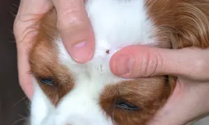 Nahaufnahme: Hände ziehen eine Zecke beim Hund vorsichtig heraus.