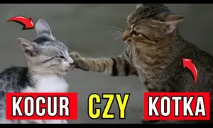 Jak rozpoznać kotkę: kluczowe różnice między kotką a kocurem