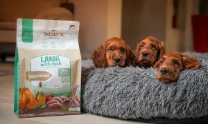 Trzy urocze szczenięta rasy Irish Setter leżą w miękkim legowisku obok torby z karmą dla szczeniąt.