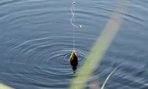 Mały pęczak na ryby złowiony na haczyk, wisi nad spokojną wodą.