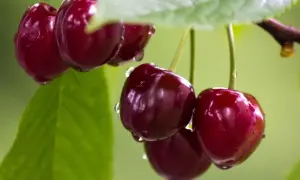 Jak głęboko sadzić czereśnie, aby uniknąć problemów z wzrostem?