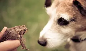 A hand holds a toad, presenting it to a curious dog. This image prompts the question: are toads poisonous to dogs?