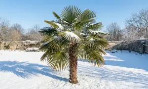 Palma, jeden z niewielu zimozielonych drzew, stoi w śniegu. Jej zielone liście kontrastują z bielą, a cień rzuca się na pokryty śniegiem trawnik.