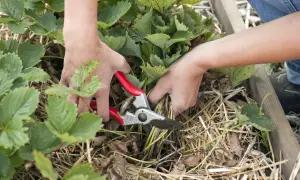 Hände mit einer Gartenschere schneiden Erdbeerpflanzen.
