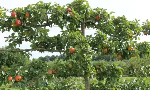 Reife Äpfel hängen an einem Spalierobstbaum, der als natürlicher Sichtschutz dient.