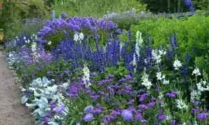 En vacker perennrabatt med lila och vita blommor längs en grusgång. Perfekt rabatt inspiration för en somrig trädgård.