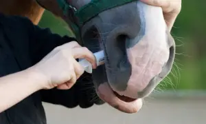 Odrobaczanie konia przed czy po jedzeniu - co wybrać dla zdrowia?