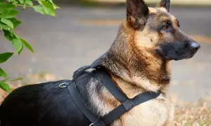 Owczarek niemiecki w czarnych szelkach dla psa, czujnie obserwuje otoczenie.
