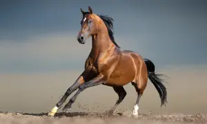 Piękny kasztanowy koń arabski w galopie, wzbijający kurz. Jego cena odzwierciedla jego szlachetność i piękno.