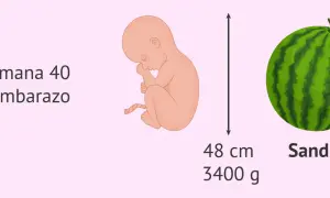 Bebé de 40 semanas de embarazo, tamaño de sandía, 48 cm, 3400 g. ¿40 semanas cuántos meses son? ¡Casi 9 meses!